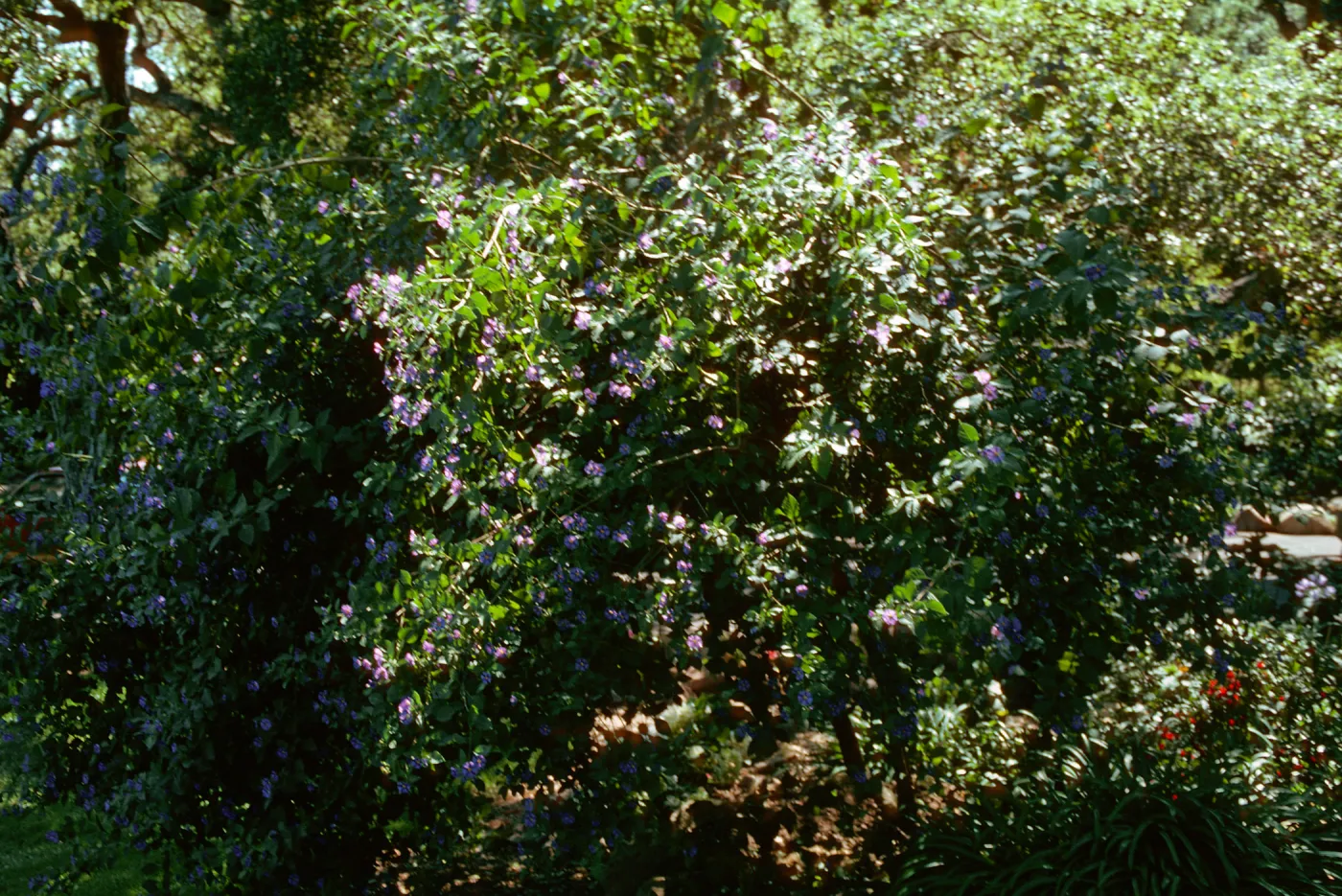 Solanum, Tuttle Estate, Master Gardeners Club tour