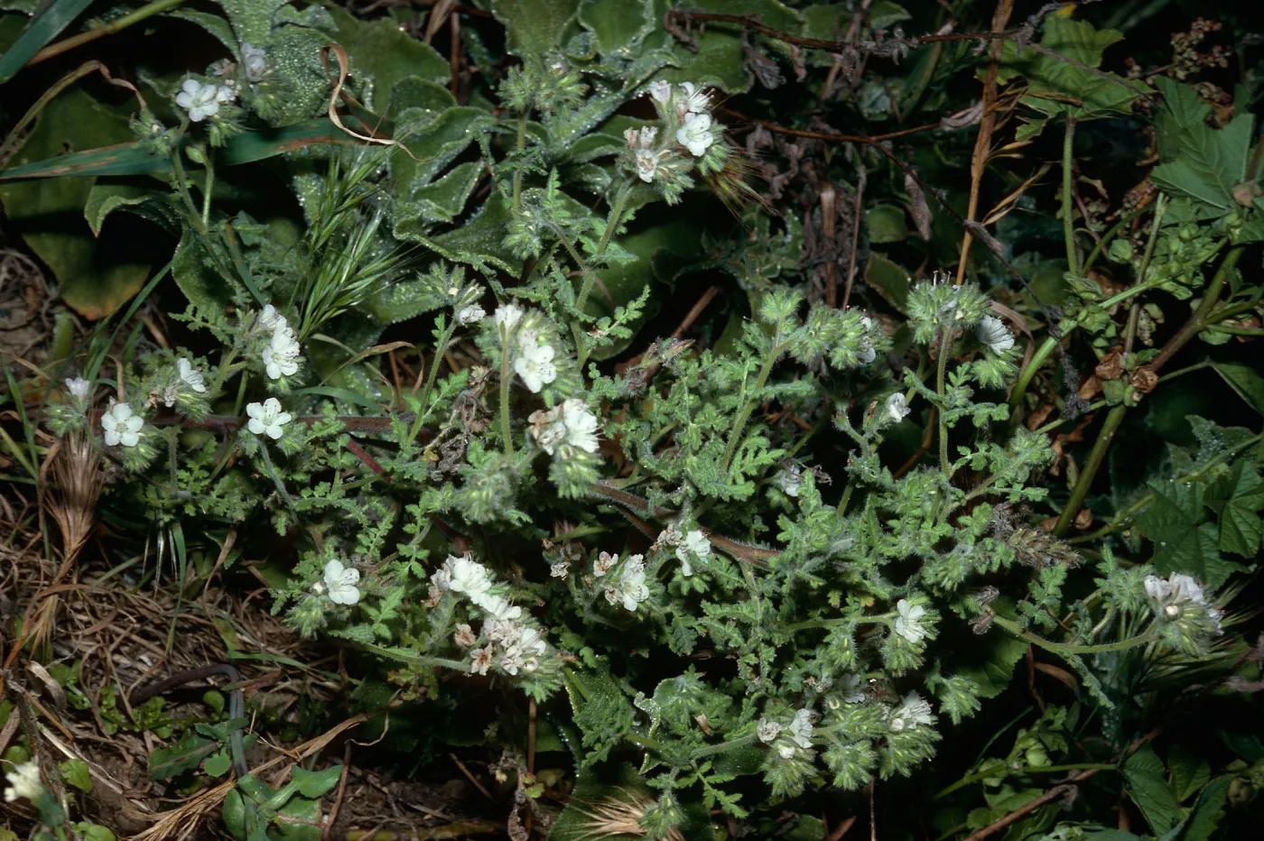 Phacelia species, in head of gully, just South of Graveyard Canyon, Santa Barbara Island