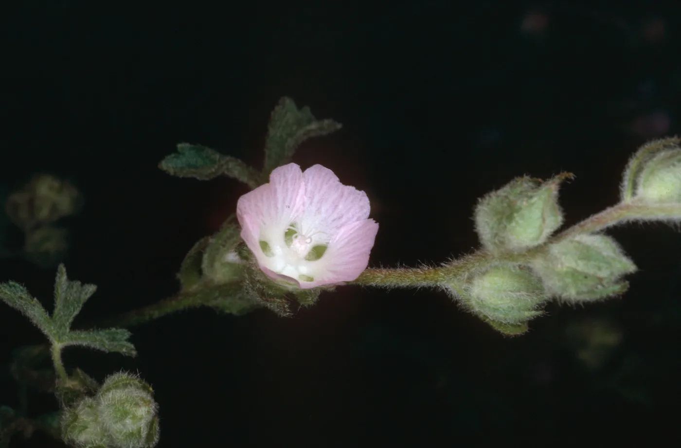 Sidalcea sp., Cuesta Ridge Botanic Area