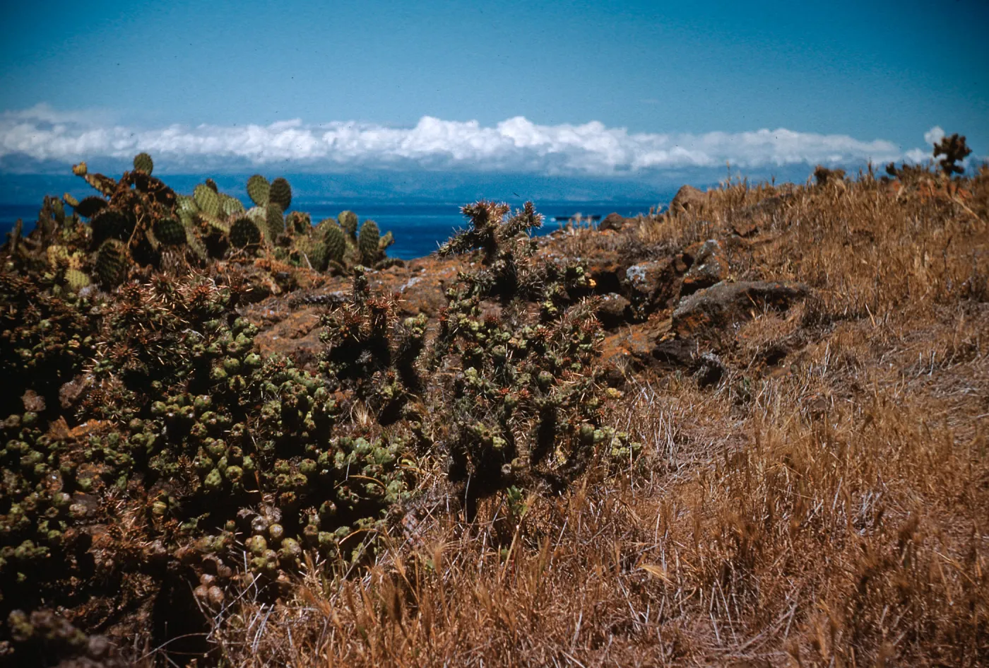 Opuntia prolifera + Opuntia littoralis, just North of lighthouse, Anacapa Island