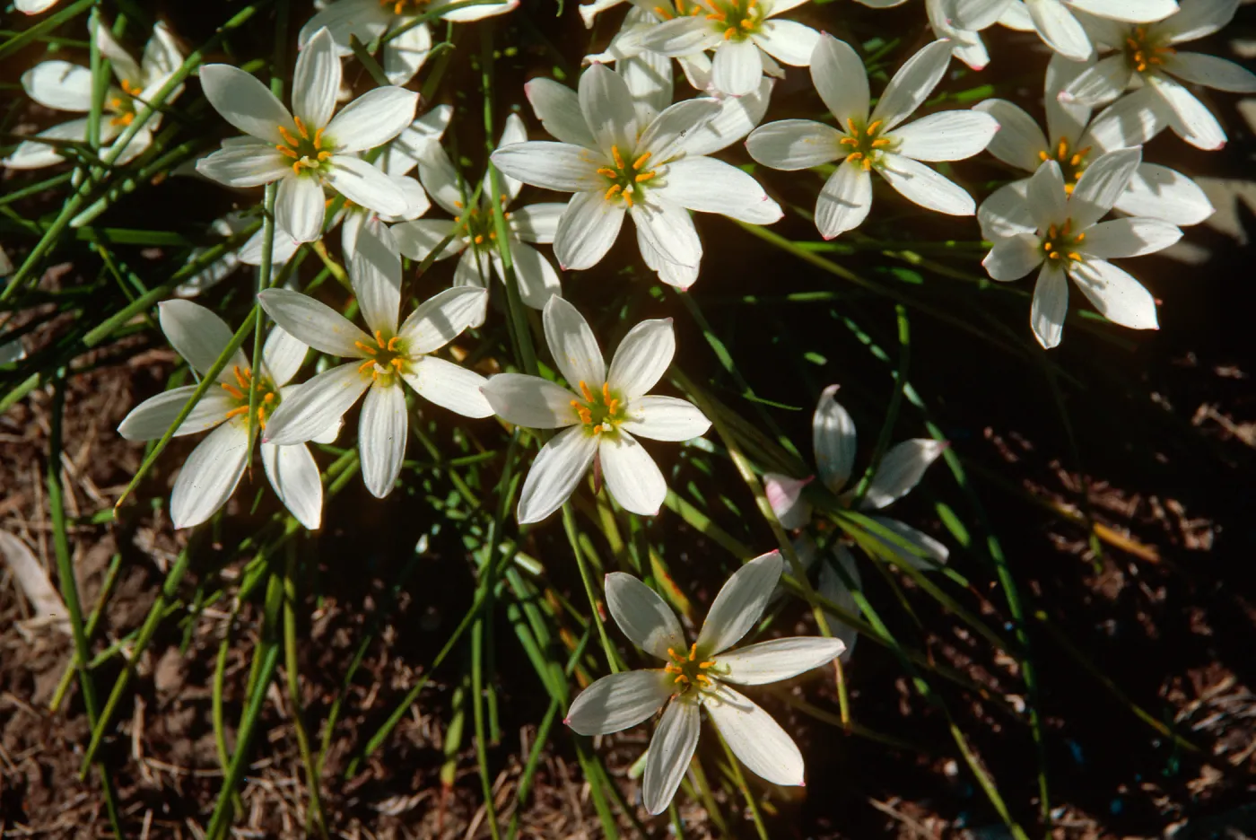 Zephyranthes candida, Marta Walters