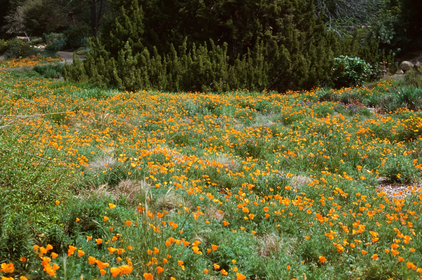 meadow, SBBG