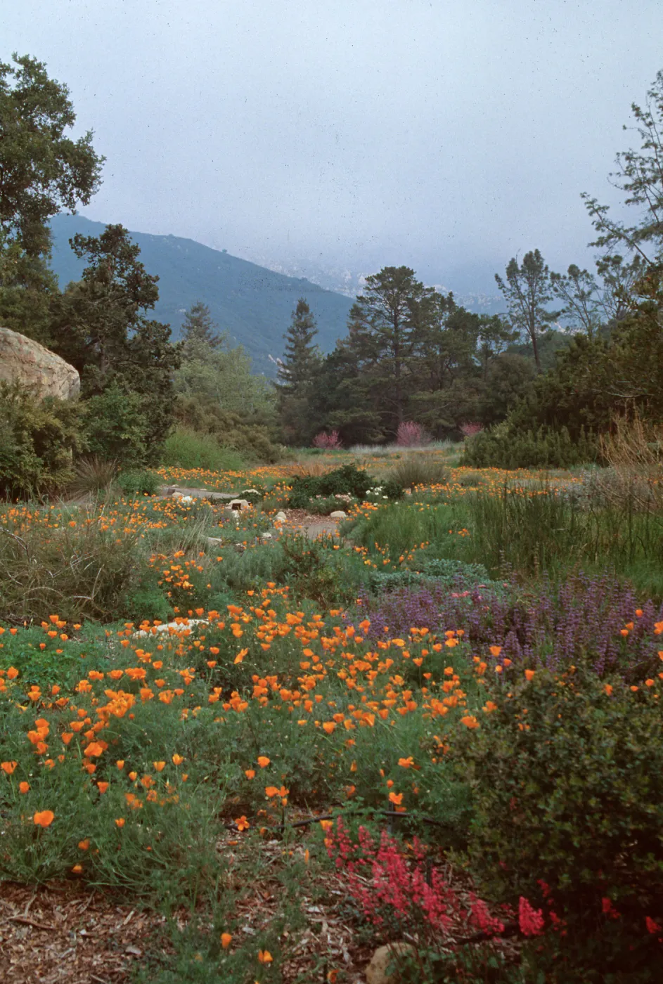 meadow, SBBG