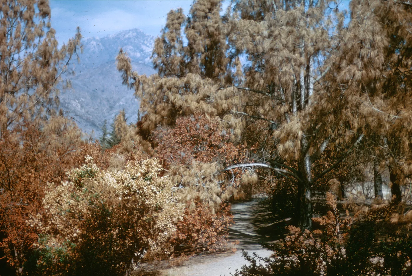 Coyote Fire, Porter Trail after fire, SBBG, Oct â€˜64