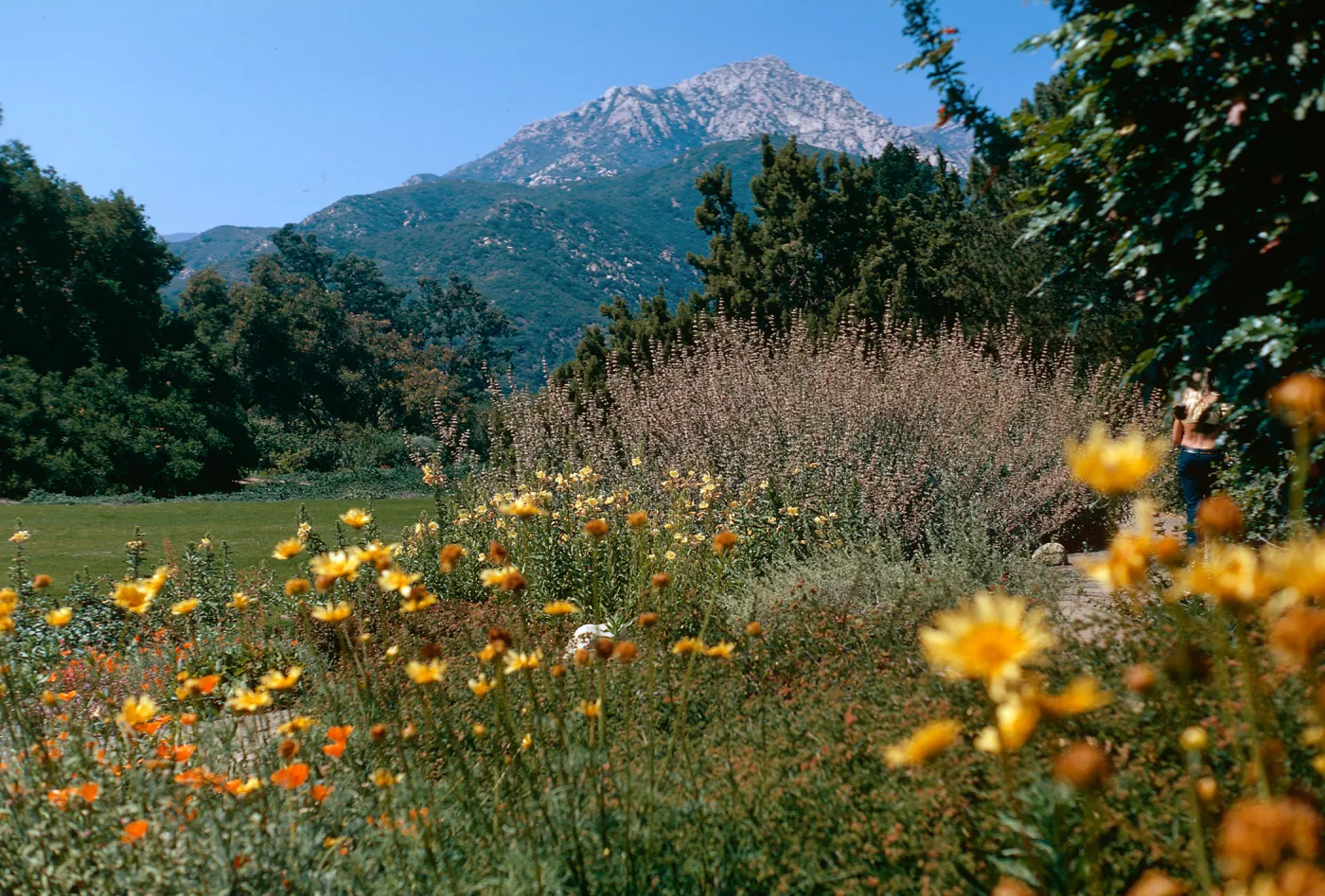 Daisies, Poppies, Purple Sage, SBBG