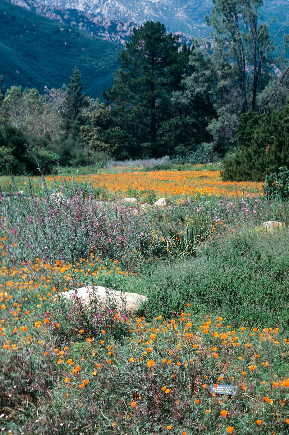 Meadow, SBBG