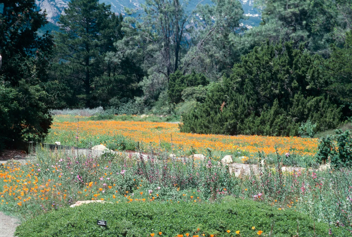 Meadow, SBBG