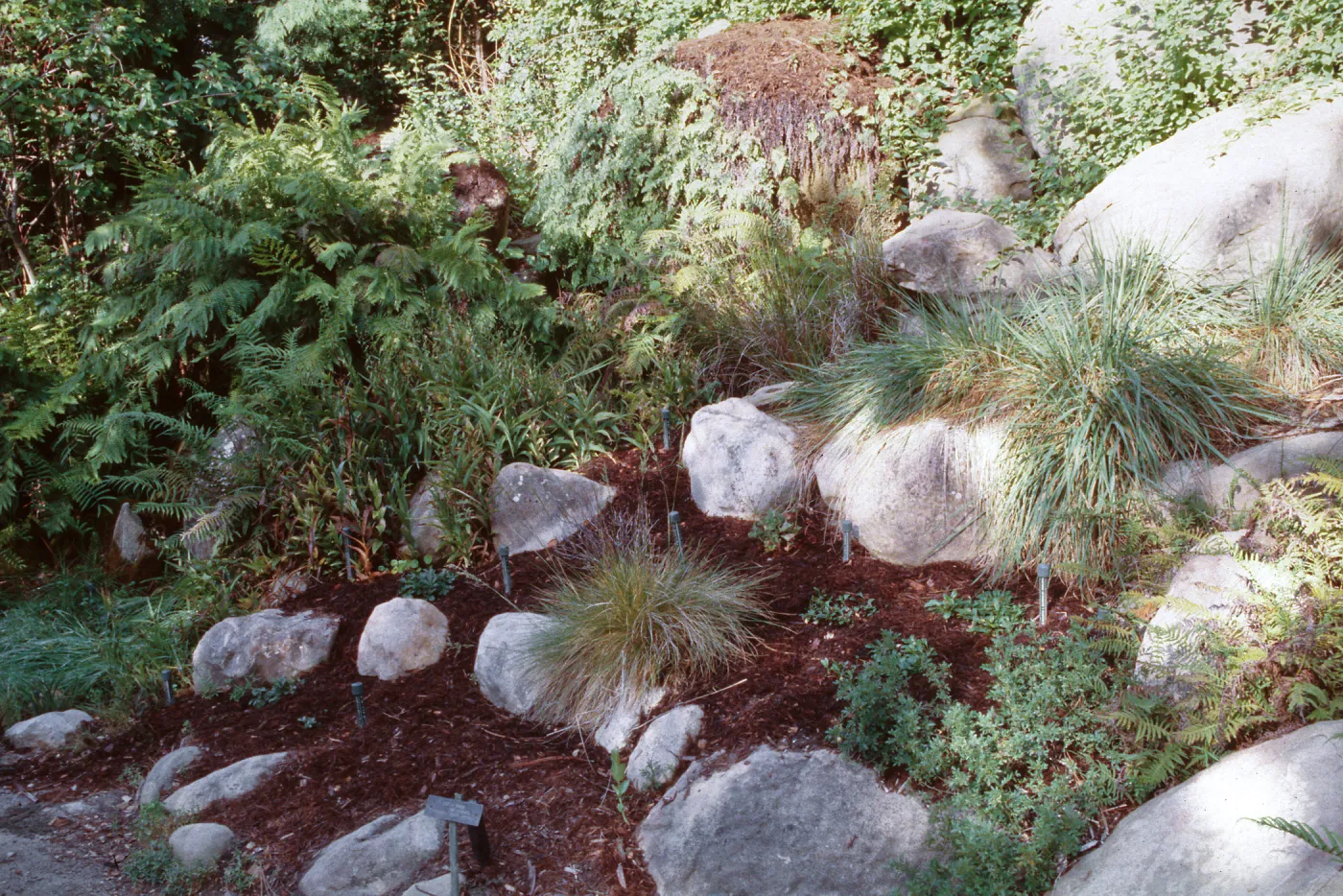 Arroyo seep, SBBG