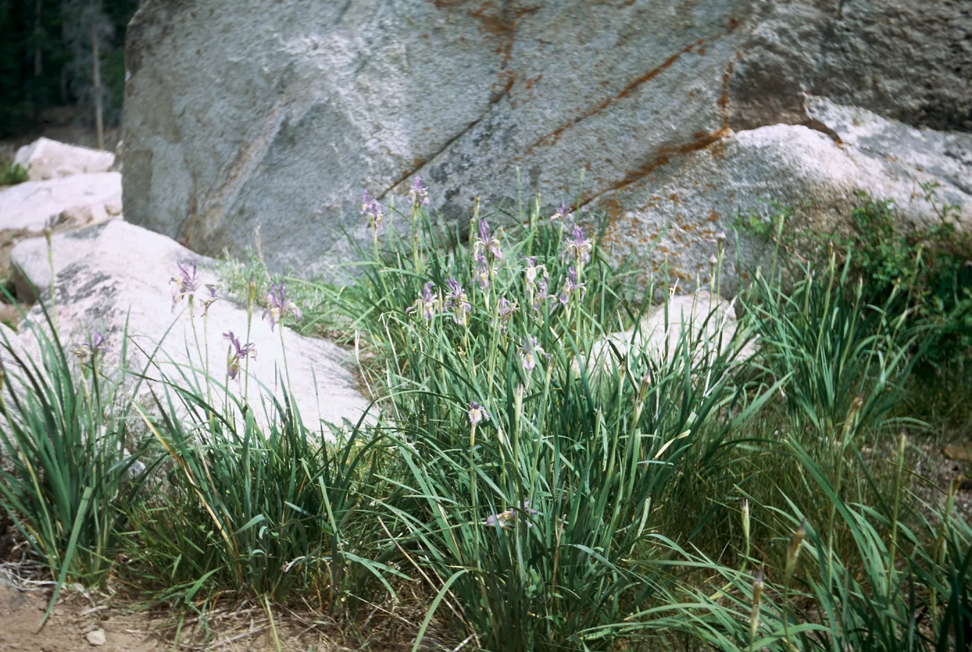 Iris, Ebbett's Pass, way up, 1970