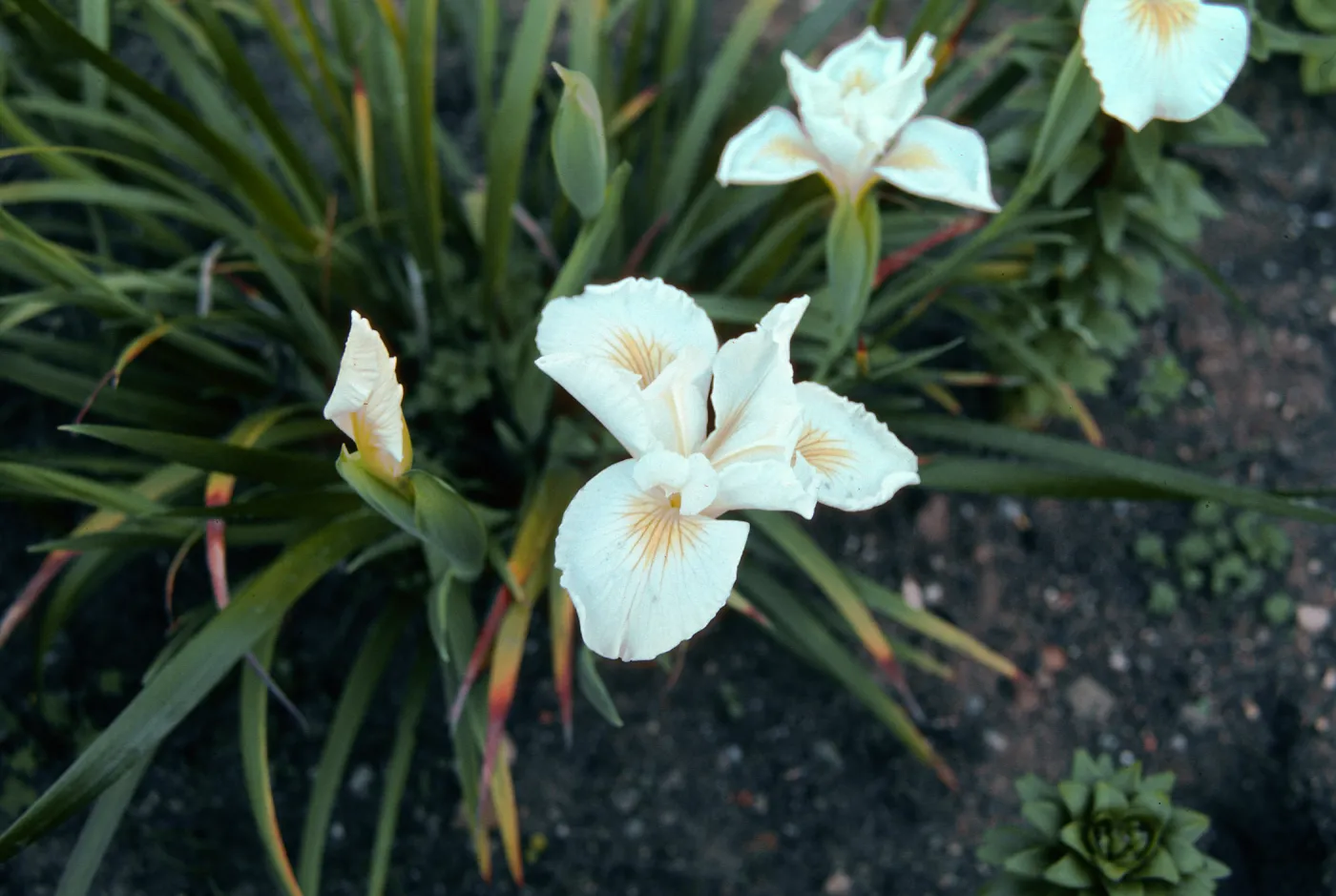 Iris â€˜Canyon Snow', Elizabeth de Forest Garden