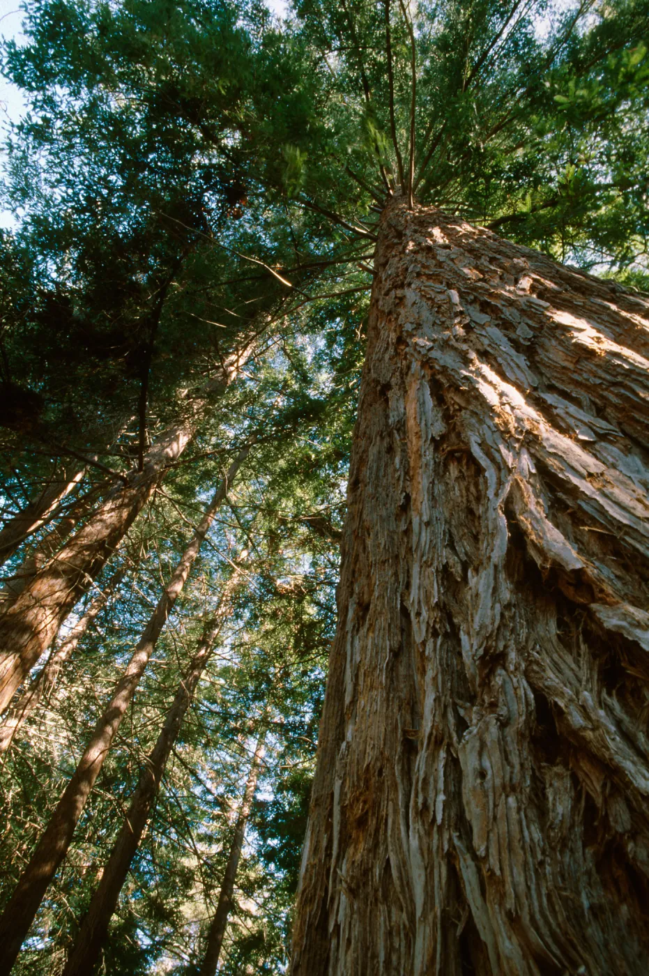 Redwood Section (Coast Redwood)