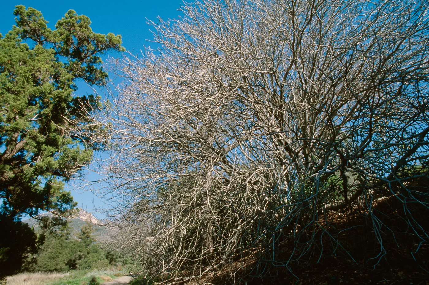 California Buckeye; east side of Meadow