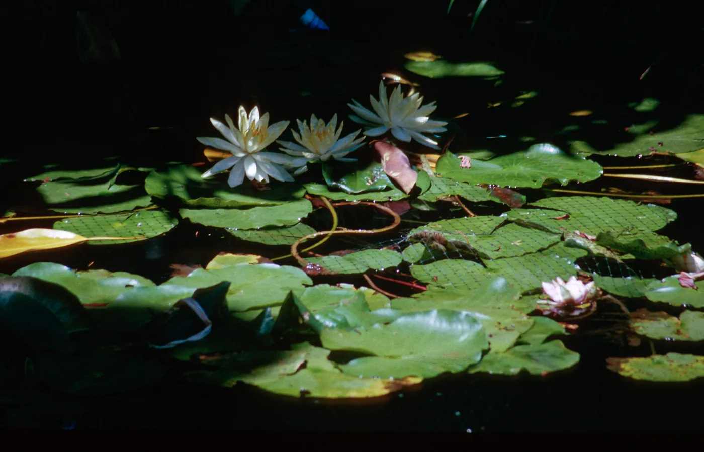 Water lilies, Self-Realization Gardens, Encinitas