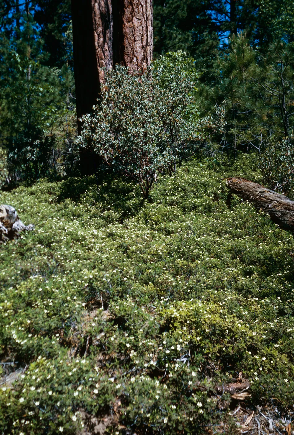 Chamaebatia foliosa, Rock Creek camp ground