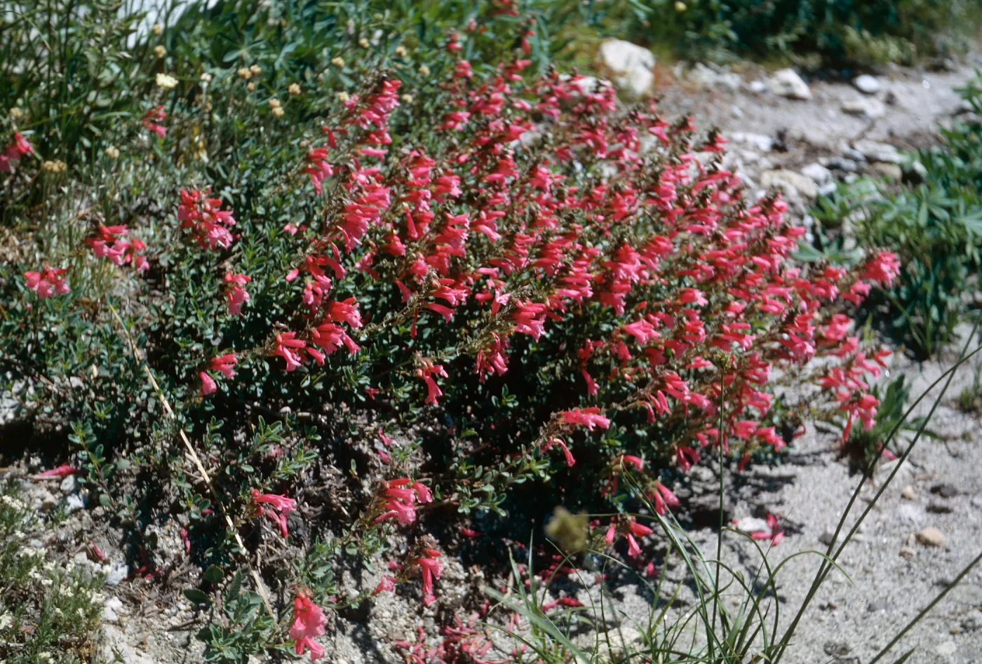 Penstemon newberryi, Tioga Rd.