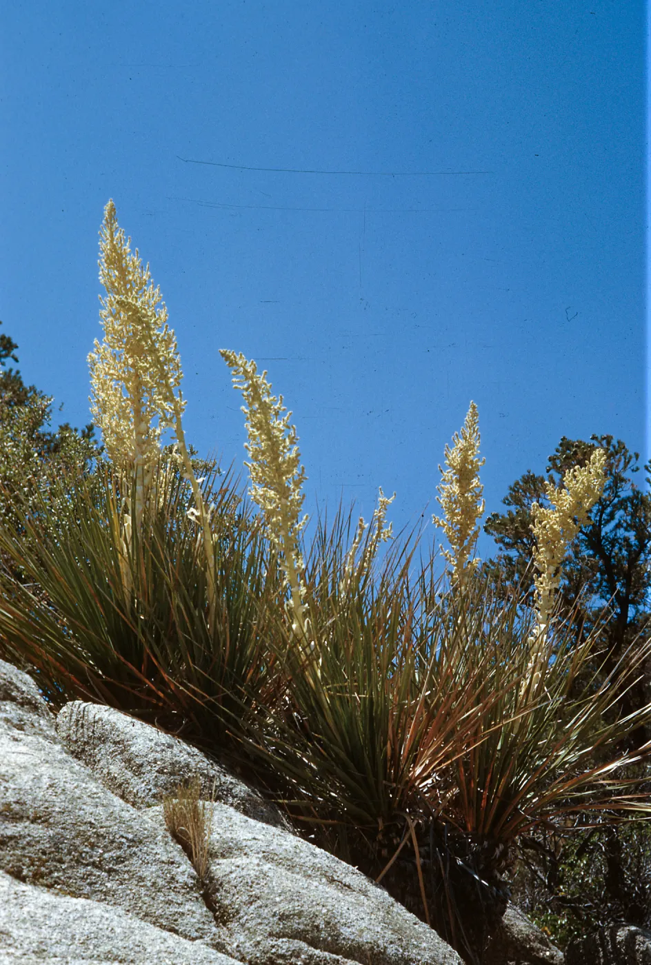 Nolina parryi, PiÃ±on Flats, Palms to Pines