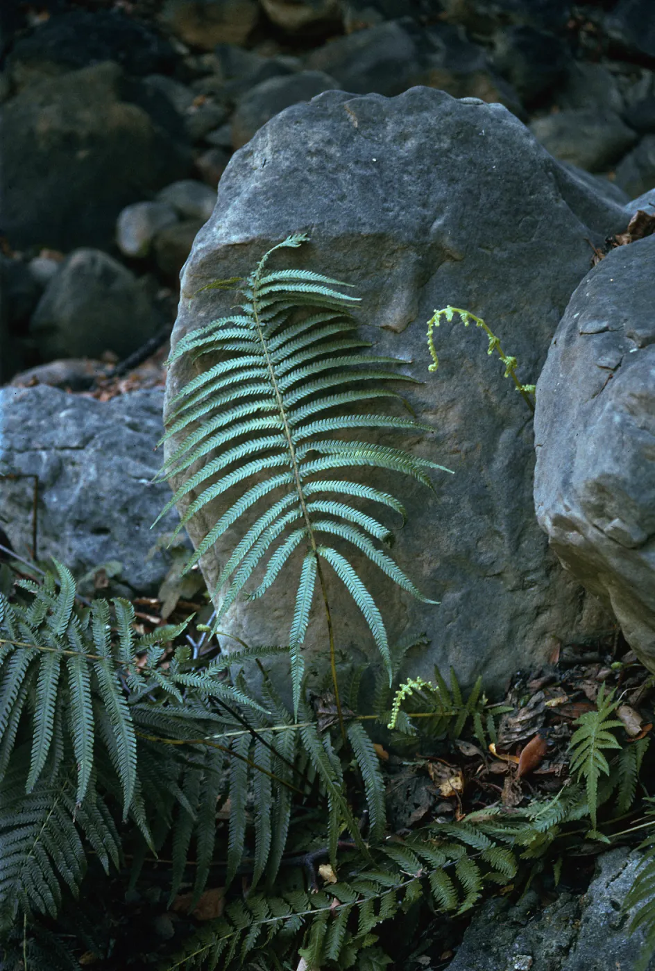 Downy Wood Fern, Arroyo Hondo