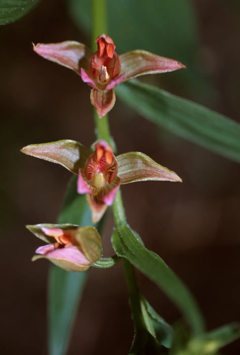 Epipactis