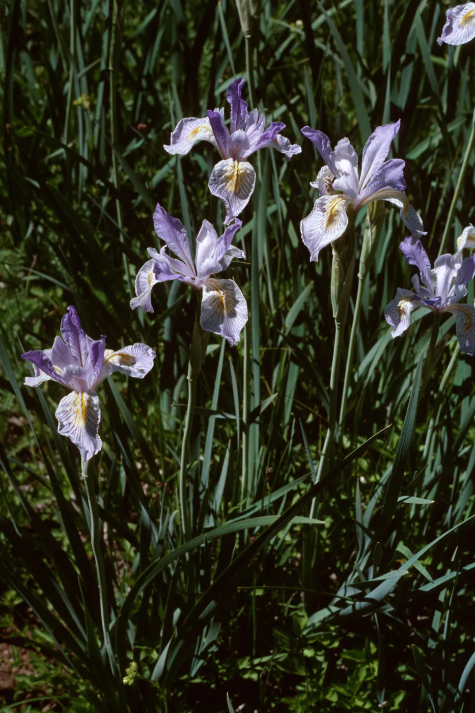 Iris, Mt Pinos