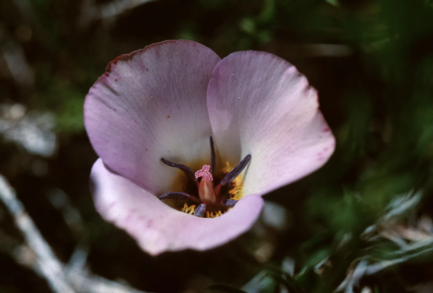 Calochortus, Mt Pinos