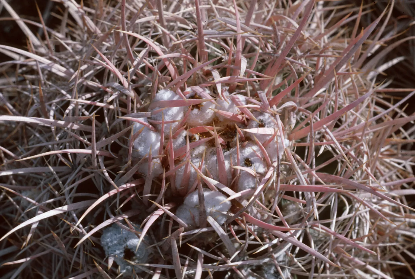 Cottontop Cactus, Echinocactus polycephalus