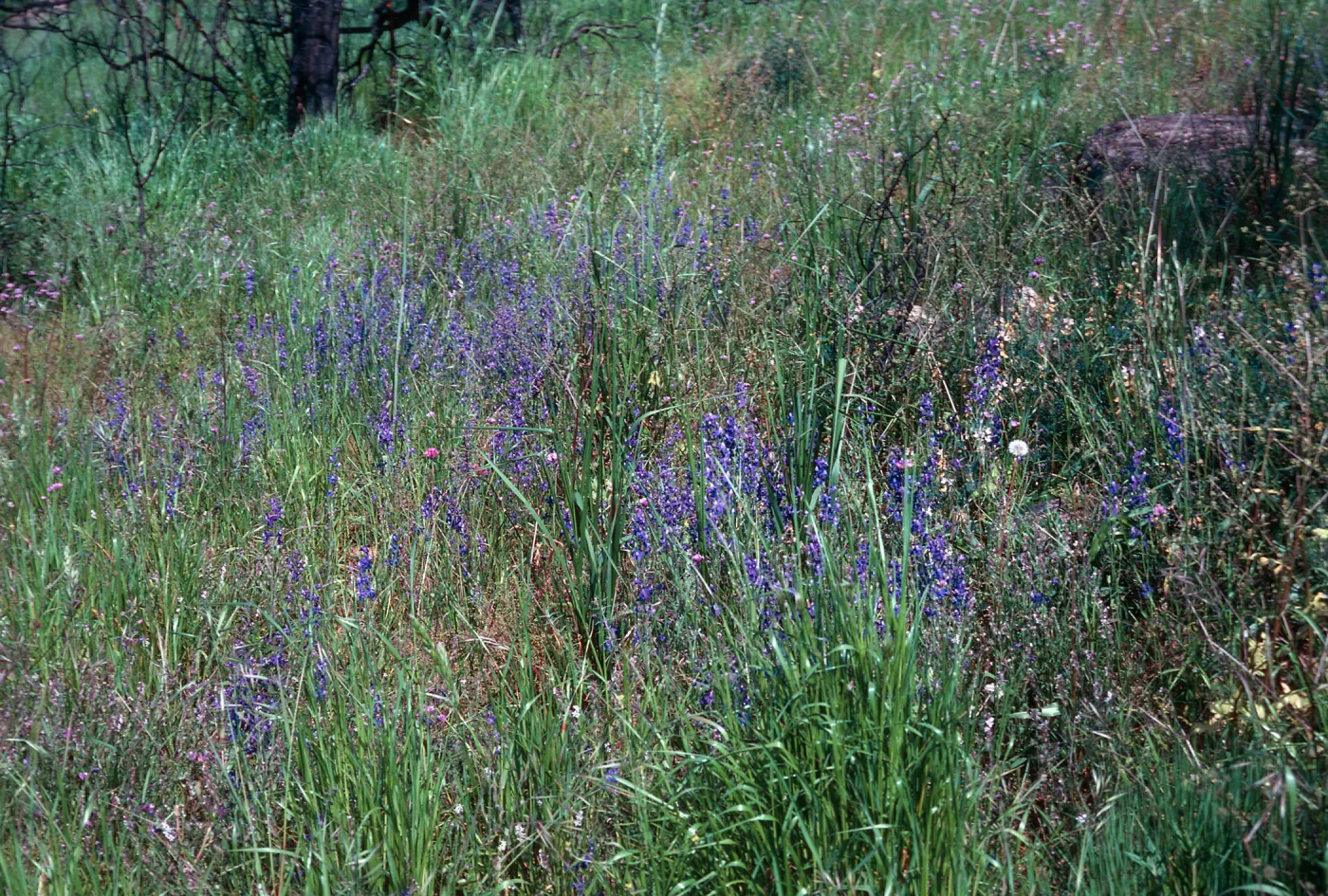 Delphinium, Malibu Burn