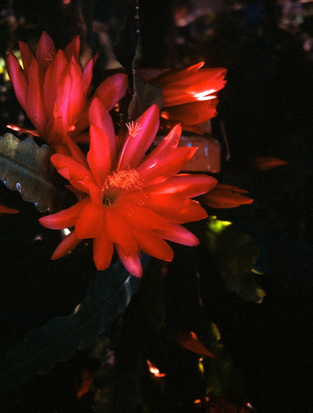Orchid Cactus, at Will Rogers Ranch