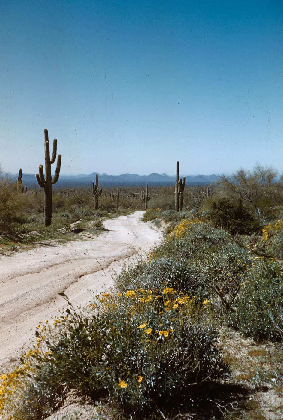 Desert road, Pinnacle Peak Park, Arizona