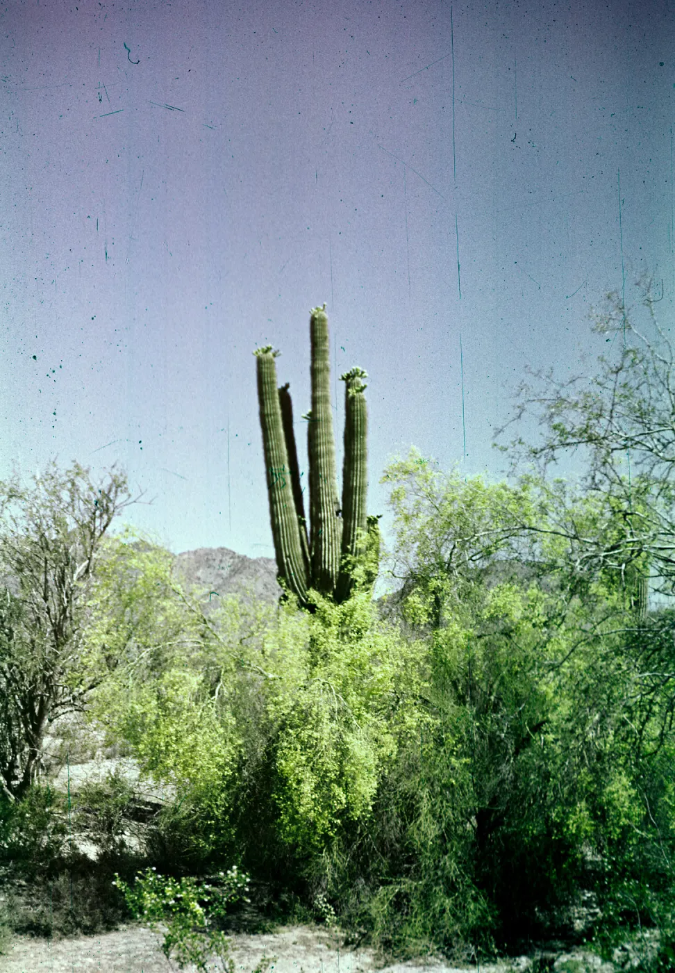 Palo Verde & Saguaro blooming