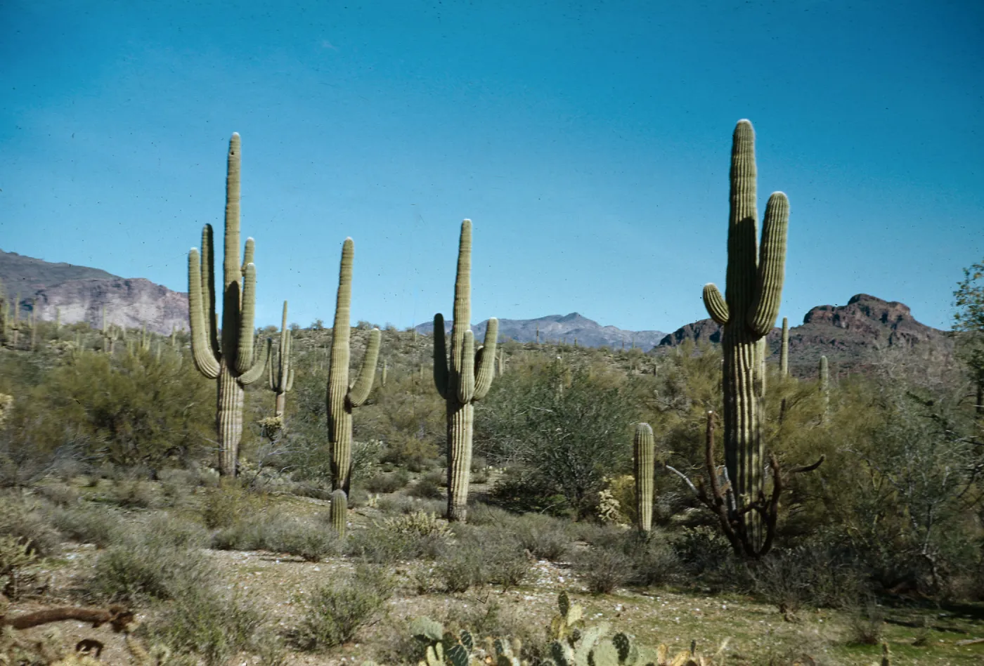 Saguaros, Superstition Mountains, Arizona