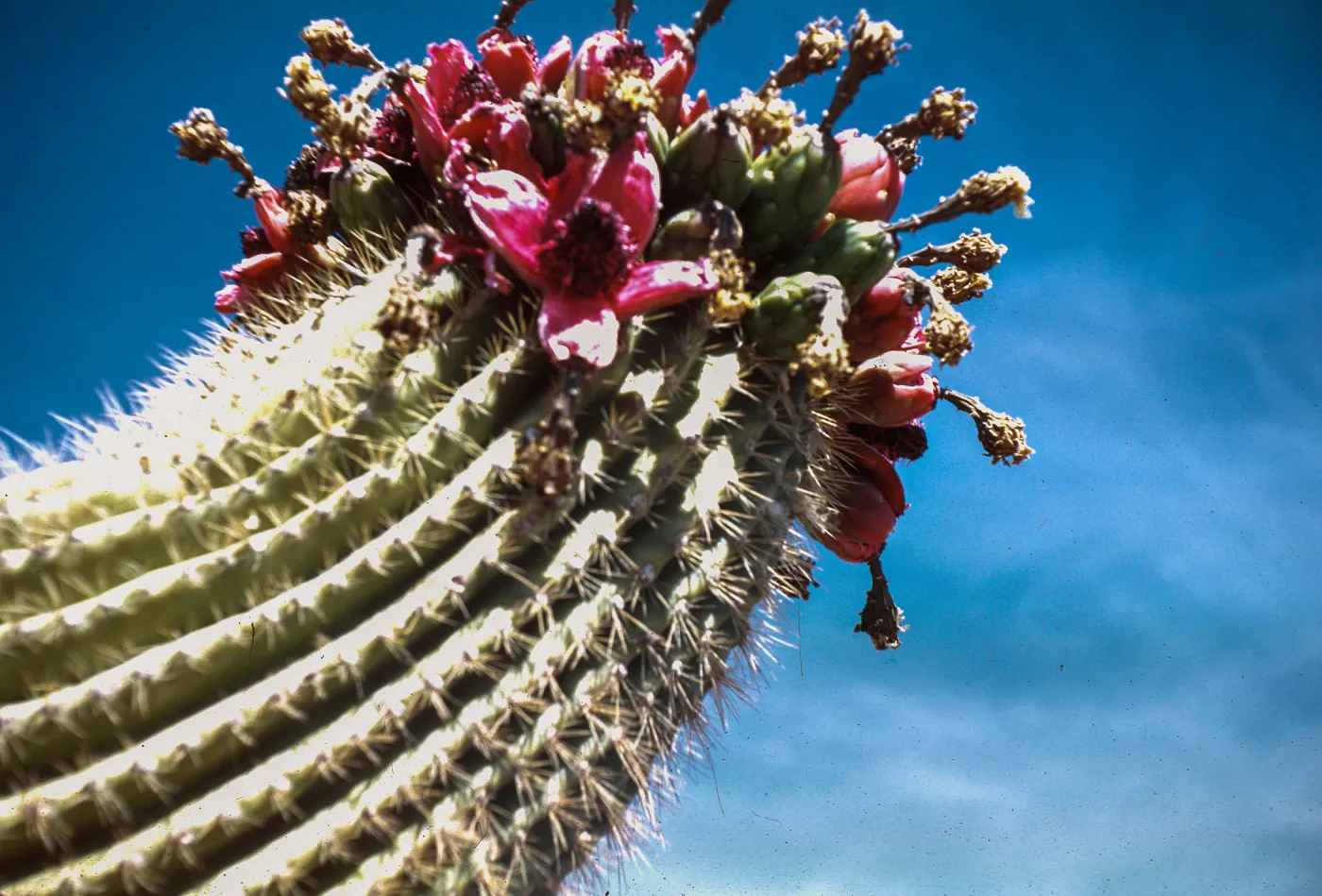 Saguaro fruit, near Pinnacle Peak, Arizona