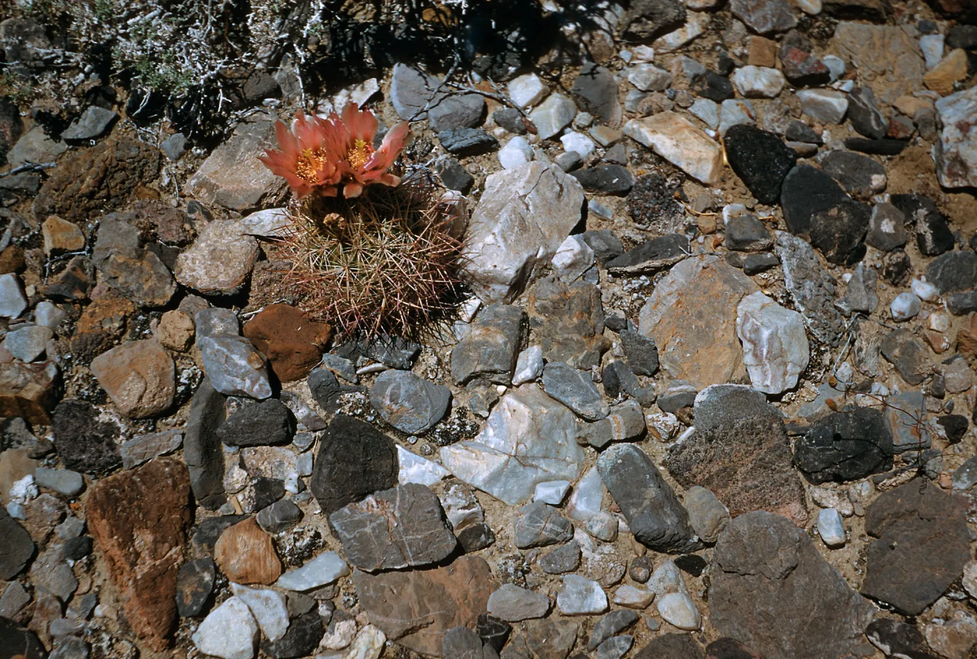 Echinomastus johnsonii var. octocantha, Death Valley Junction, Mojave Desert, Inyo County
