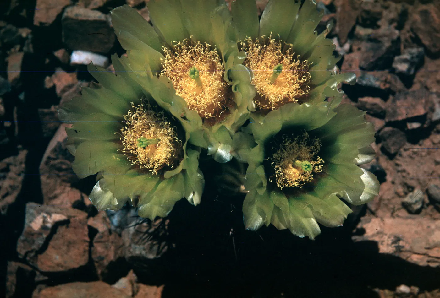 Echinomastus johnsonii var. lutescens
