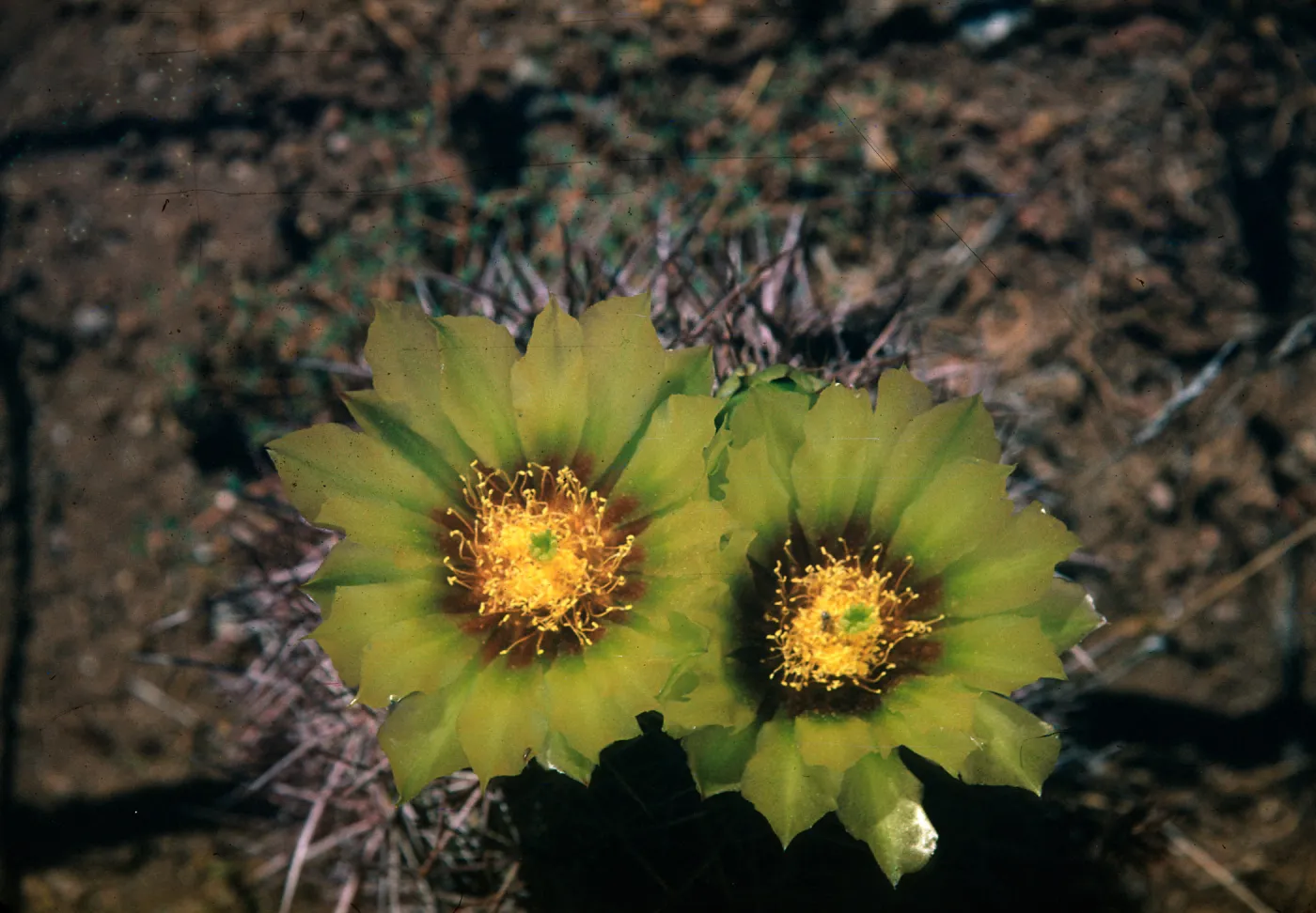 Echinomastus johnsonii var. lutescens, Date Creek, Arizona