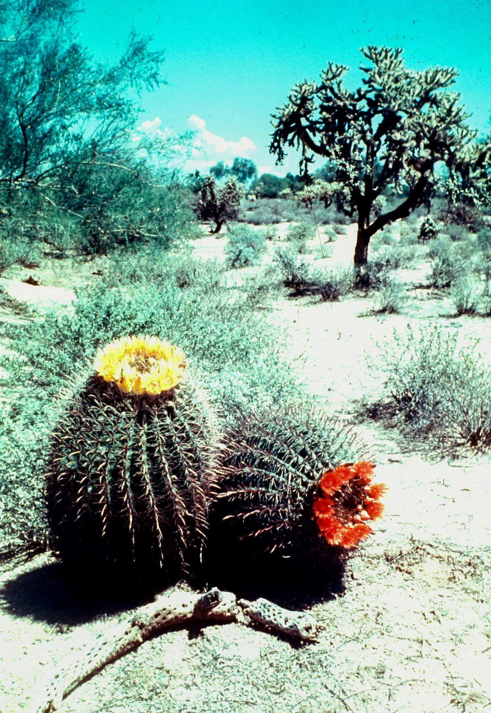 yellow & red-orange Barrel Cactus flowers