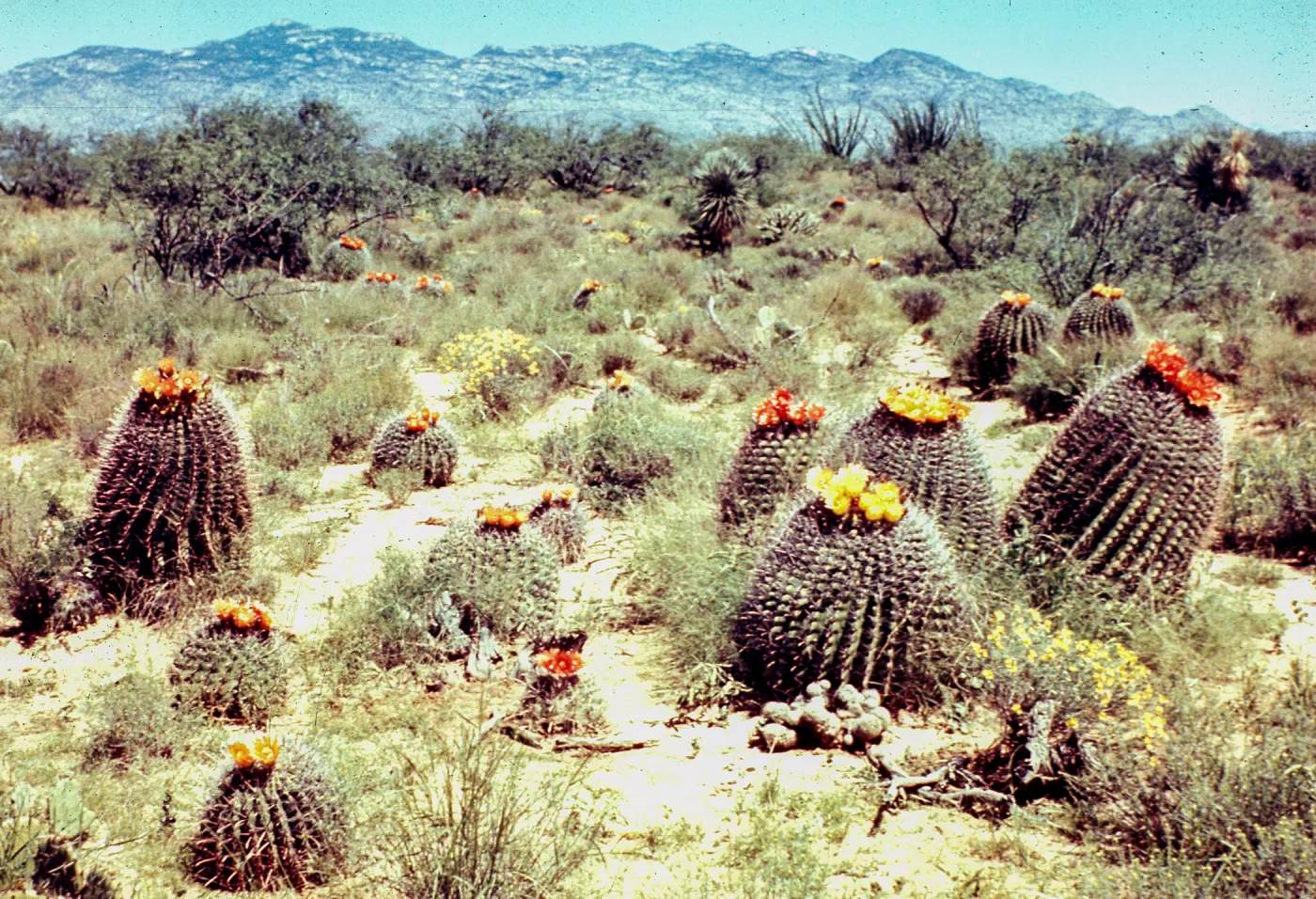 A field of Barrel Cactus