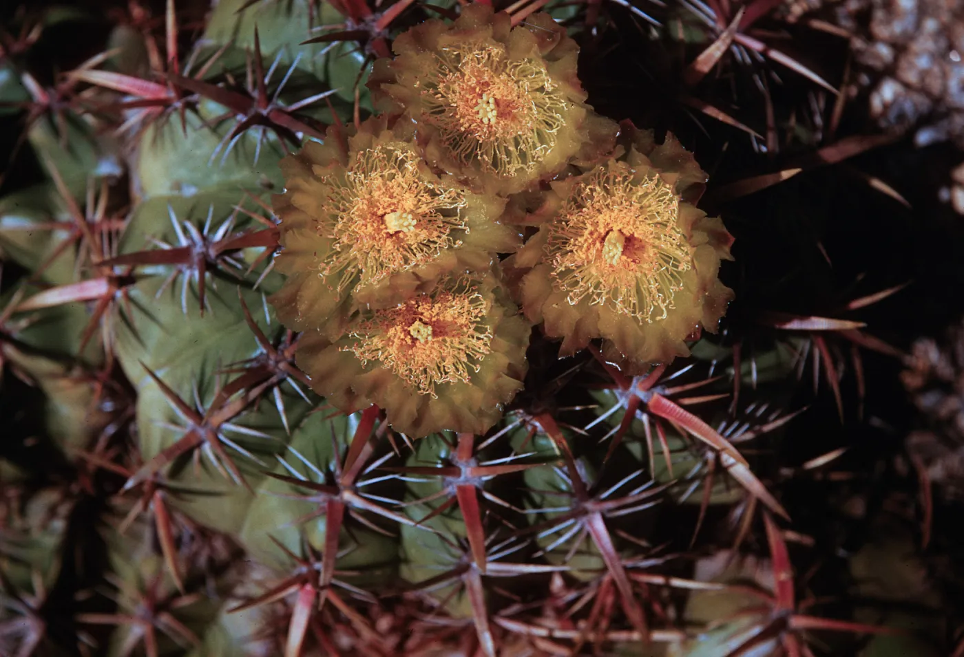 Ferocactus viridescens, San Diego, California