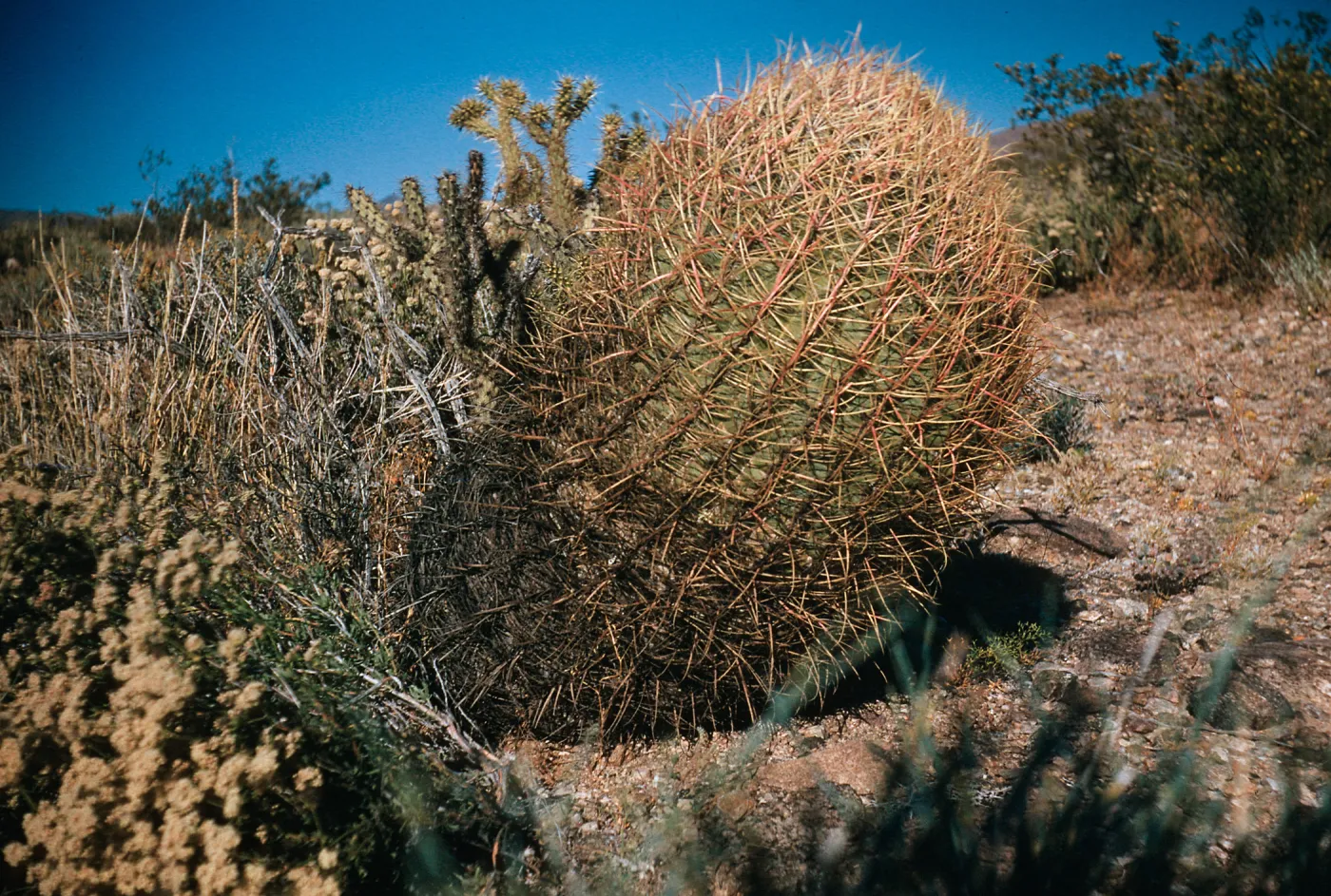 Ferocactus acanthodes, Compass Cactus, pointing South, Nipton, California