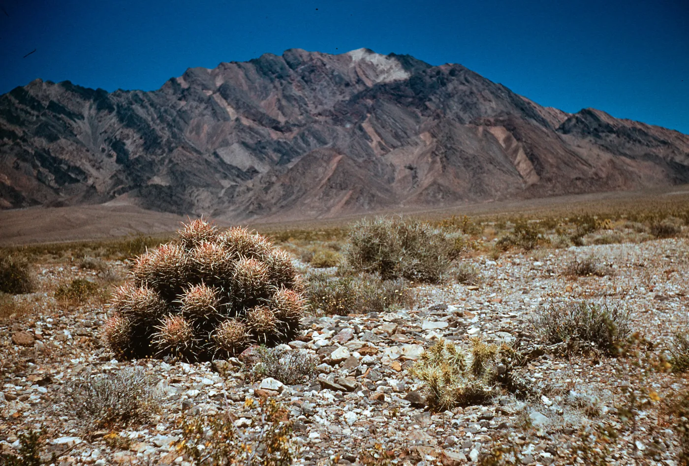Echinocactus polycephalus, Death Valley Junction, Mojave Desert, Inyo County