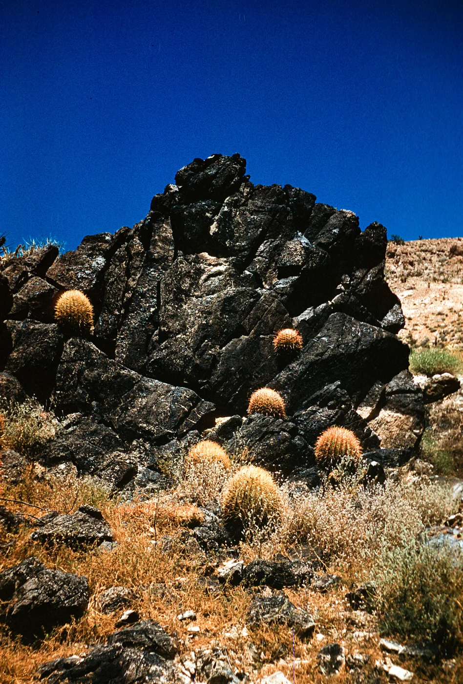 Ferocactus acanthodes, Kaiser Iron Mine, Providence Mountains, Eastern Mojave Desert