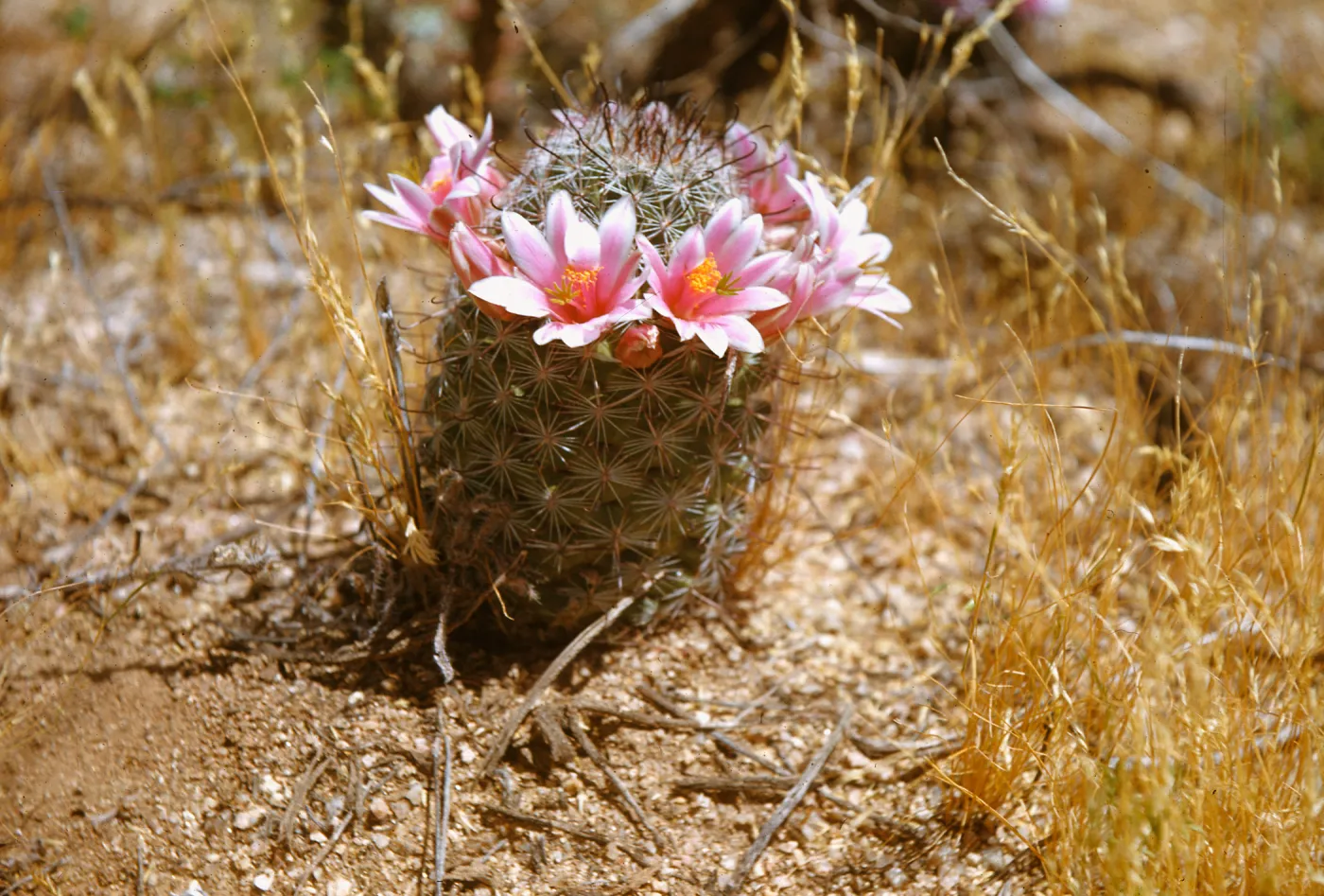  Fishhook cactus, near Pinnacle Peak, Arizona
