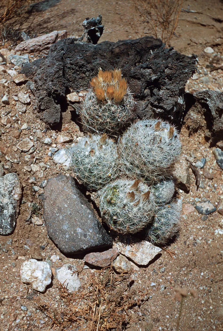Coryphantha vivipera var deserti, Mountain Pass, California