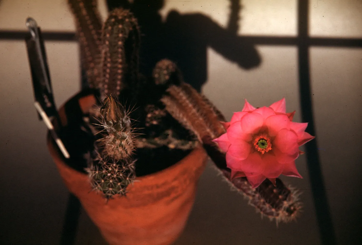 Echinocereus scheeri, University of California, Berkeley