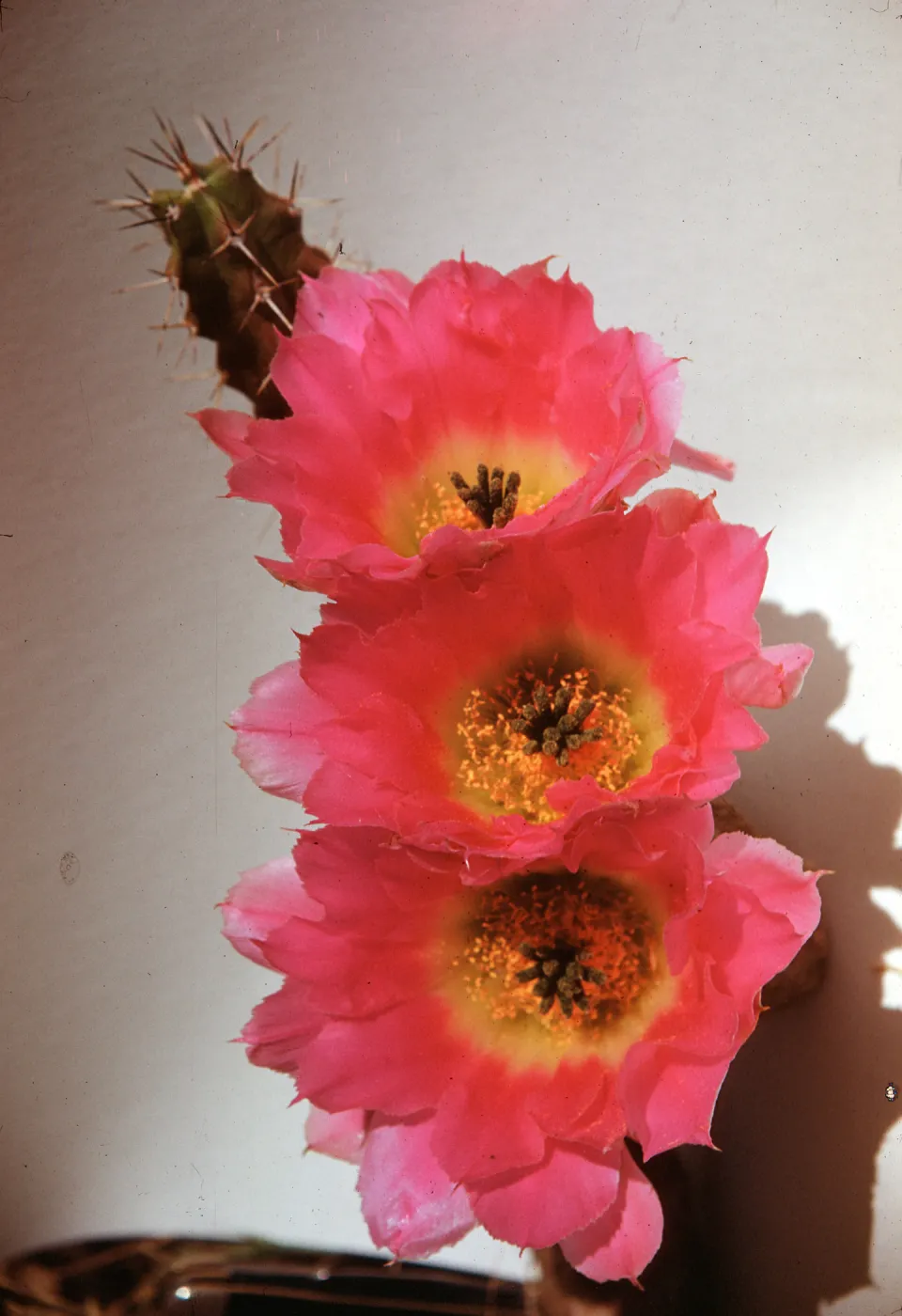 Echinocereus pentalophus, Desert Botanic Garden, Texas