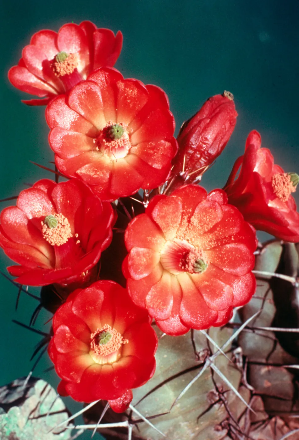 Claret Cups, close-up