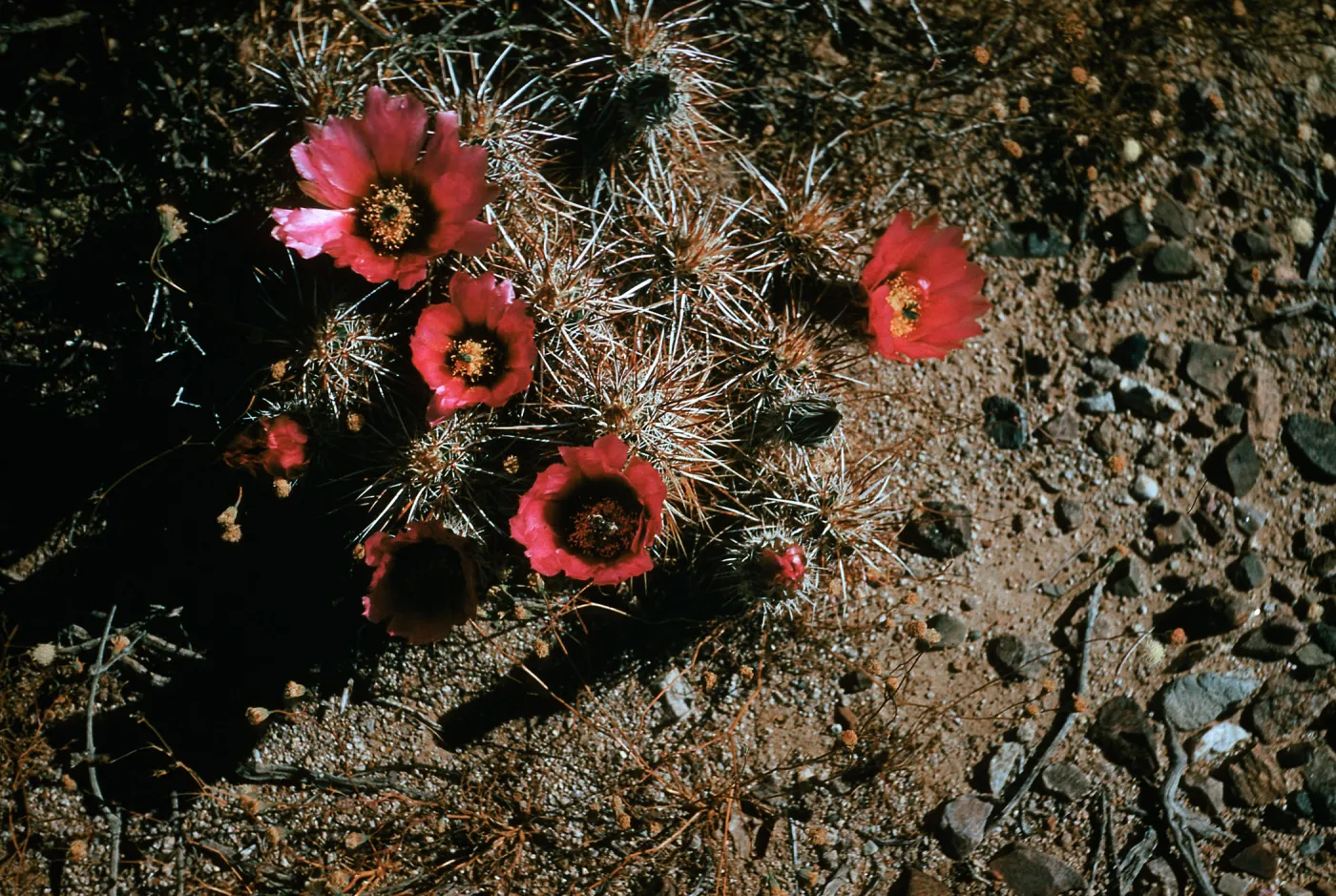 Echinocereus engelmannii, Death Valley Junction
