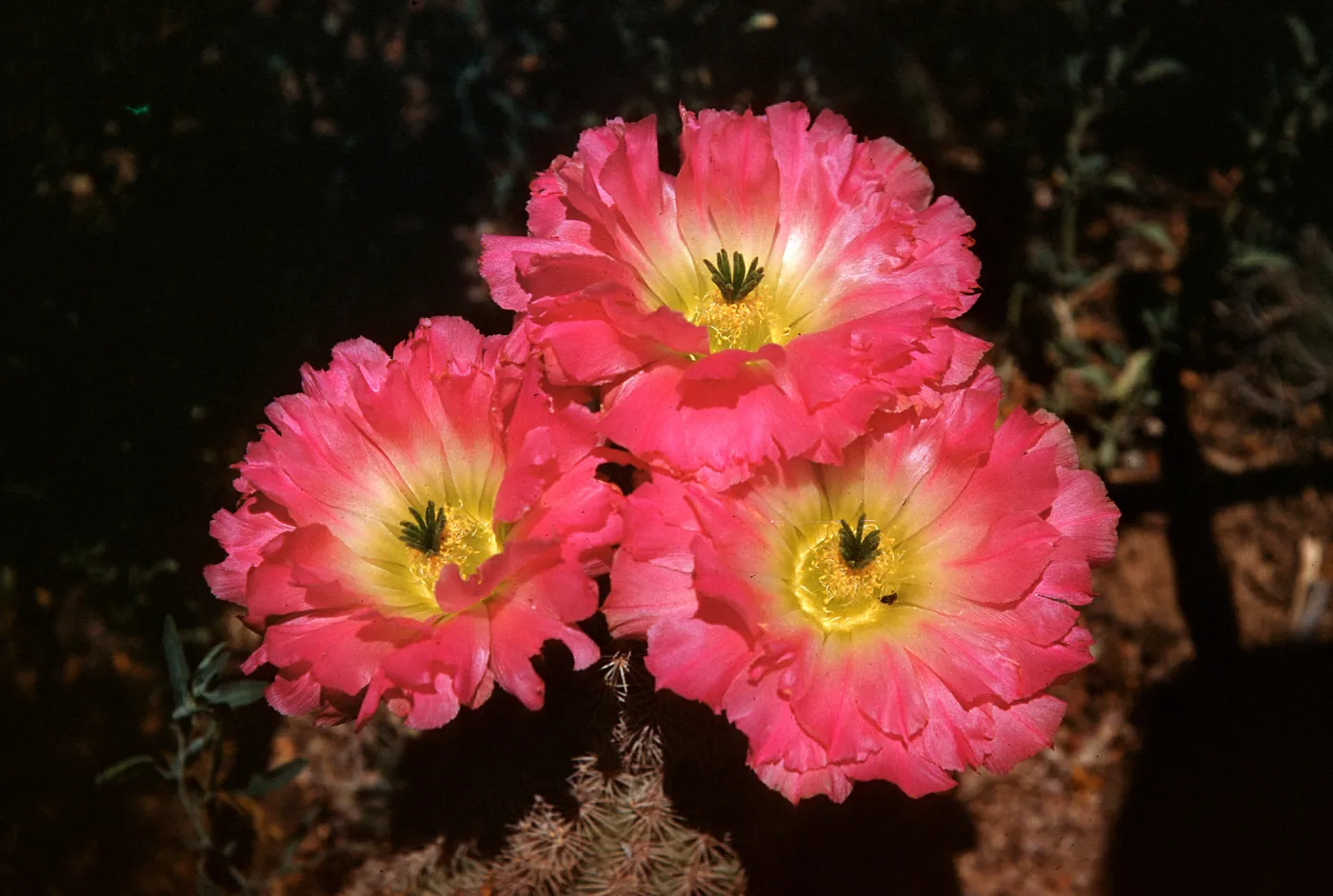 Echinocereus pectinatus scrophulorum
