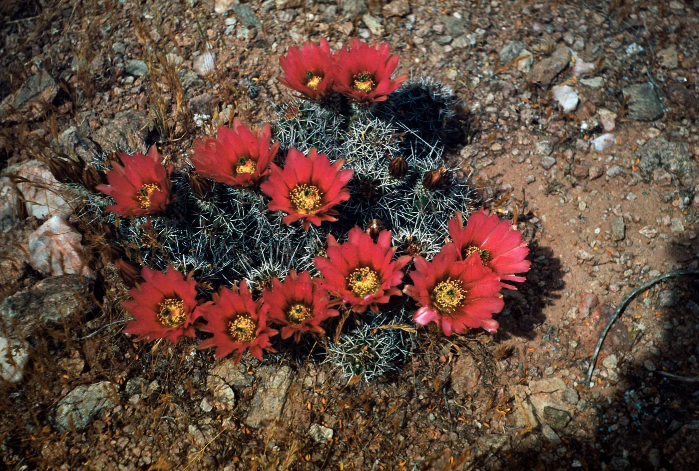 Echinocereus fendleri, Guadalupe Canyon, Arizona