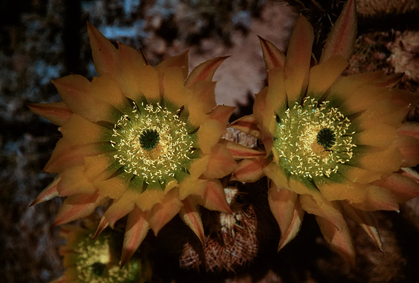 Echinocereus pectinatus, Mexico