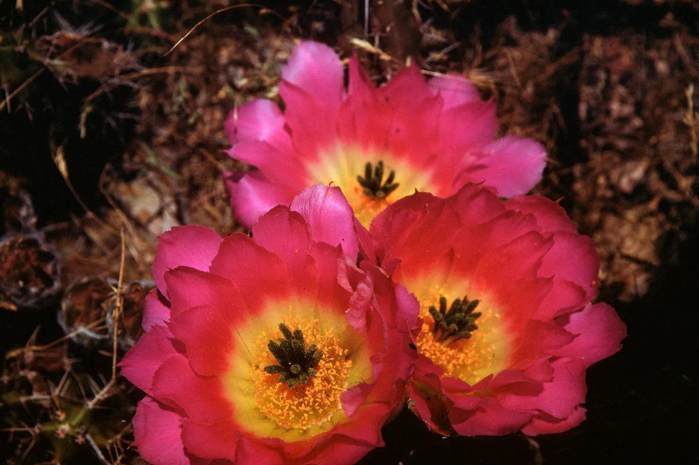 Echinocereus pentalopus, Desert Botanic Garden, Texas